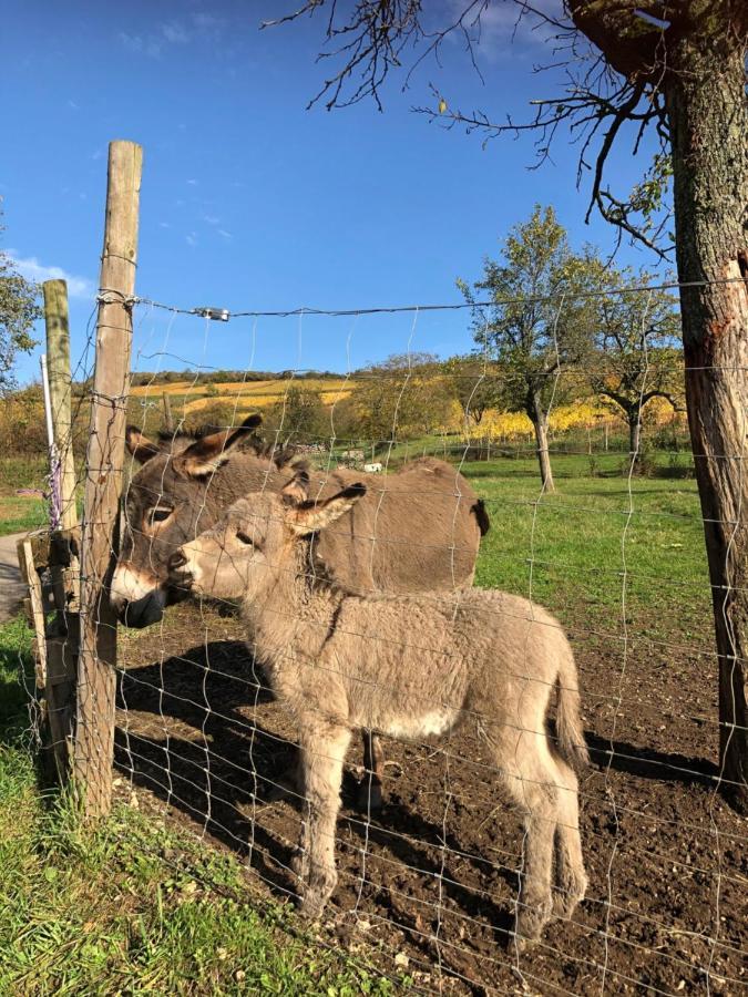 Appartamento Chez Le Vigneron Westhalten Esterno foto